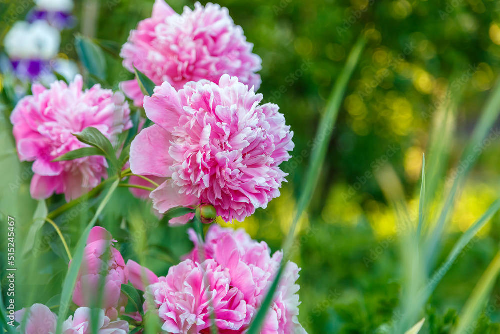 Large white-pink peonies blooming in the garden. Large white-pink peonies blooming in the garden.