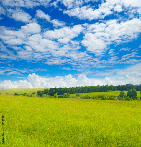 Green wheat field and blue sky.