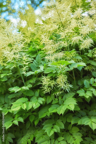 Beautiful blooming white fluffy Aruncus in the garden in summer. Aruncus dioicus blooming in the summertime, Flowers of Goats beard. Bush of Aruncus dioicus. Focus on the plant with a blur background photo