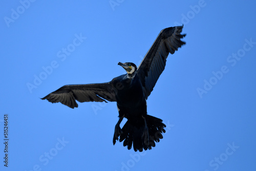 Kormoran // Great Cormorant (Phalacrocorax carbo) 