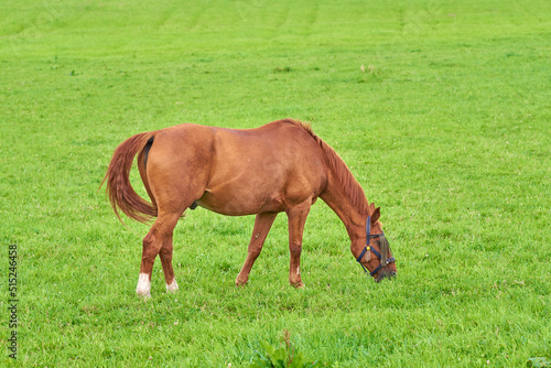 Small brown horse eating green grass alone from a field outdoors with copyspace on sunny day. Cute chestnut pony roaming freely on a pasture in the rural countryside. Foal being raised as a racehorse