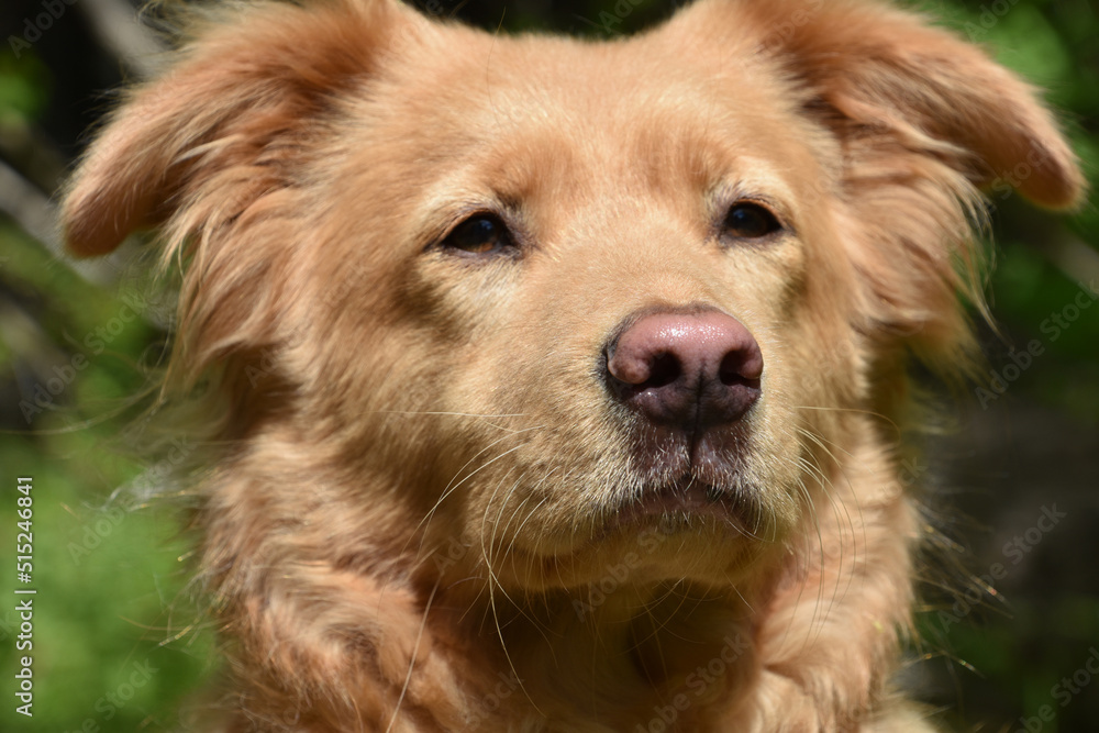Adorable toller dog with a sweet face. Adorable toller dog with a sweet face.