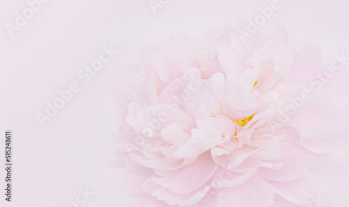 Light pink background with blurred peony flower