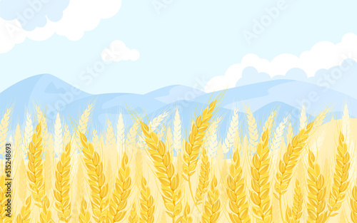 Golden wheat field and blue sky. Vector cartoon illustration. Summer landscape with ears of cereals.