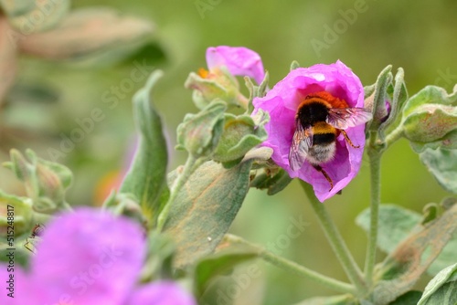 Detalle de un abejorro en una flor en primavera photo