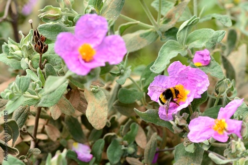 Detalle de un abejorro en una flor en primavera photo