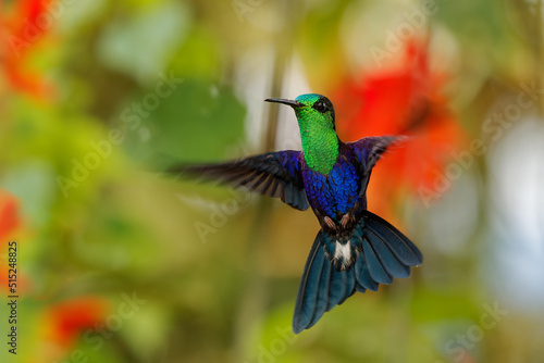Crowned woodnymph - Thalurania colombica hummingbird family Trochilidae, found in Belize and Guatemala to Peru, blue and green shiny bird flying on the colorful flowers background