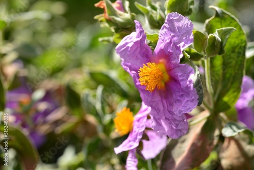Detalle de la flor de la planta Cistus albidus en primavera photo