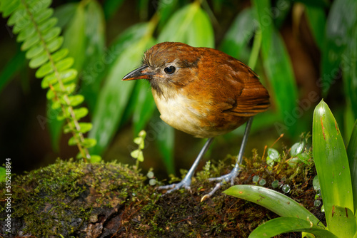 Yellow-breasted Antpitta - Grallaria flavotincta  bird in Grallariidae, found in Colombia and Ecuador, natural habitat is subtropical or tropical moist montane forest, brown and pale bird in jungle photo