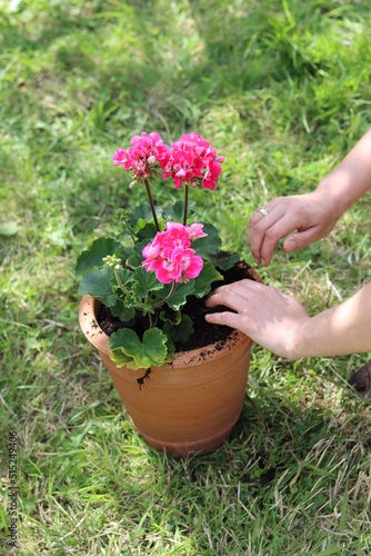 Woman transplanting Geranium plant to a bigger pot. Close up photo of female hands with flowering plant. 