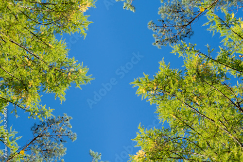 The tops of trees with yellow leaves. Autumn banner
