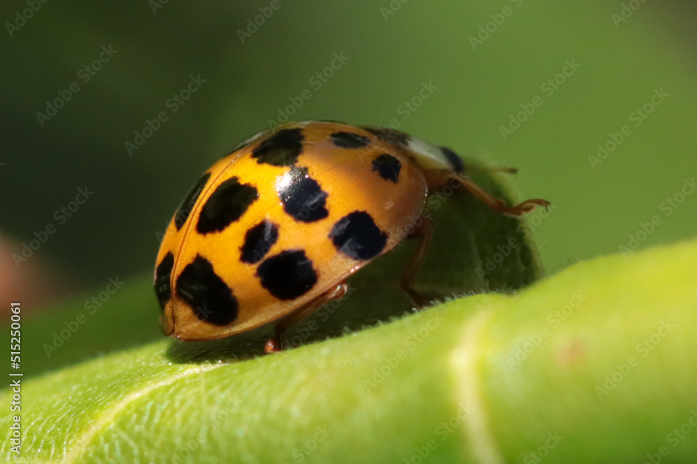 Fototapeta premium Coccinelle Asiatique Multicolore (Harmonia axyridis)