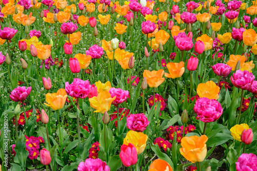 Patch of Tulips in Lawn