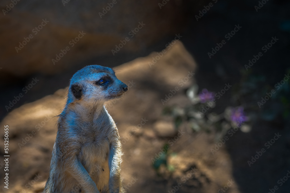 2022-07-04 A ADULT MEERKAT STANDING UP LOOKING RIGHT WITH A NIC EYEE ...