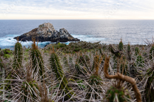 Flora, Los molles, Chile