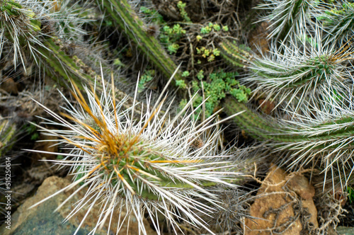 Flora, Los molles, Chile