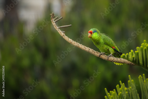 2022-07-04 A RED CROWNED AMAZON PARROT PERCHED IN A TREE IN LA JOLLA CALIFORNIA