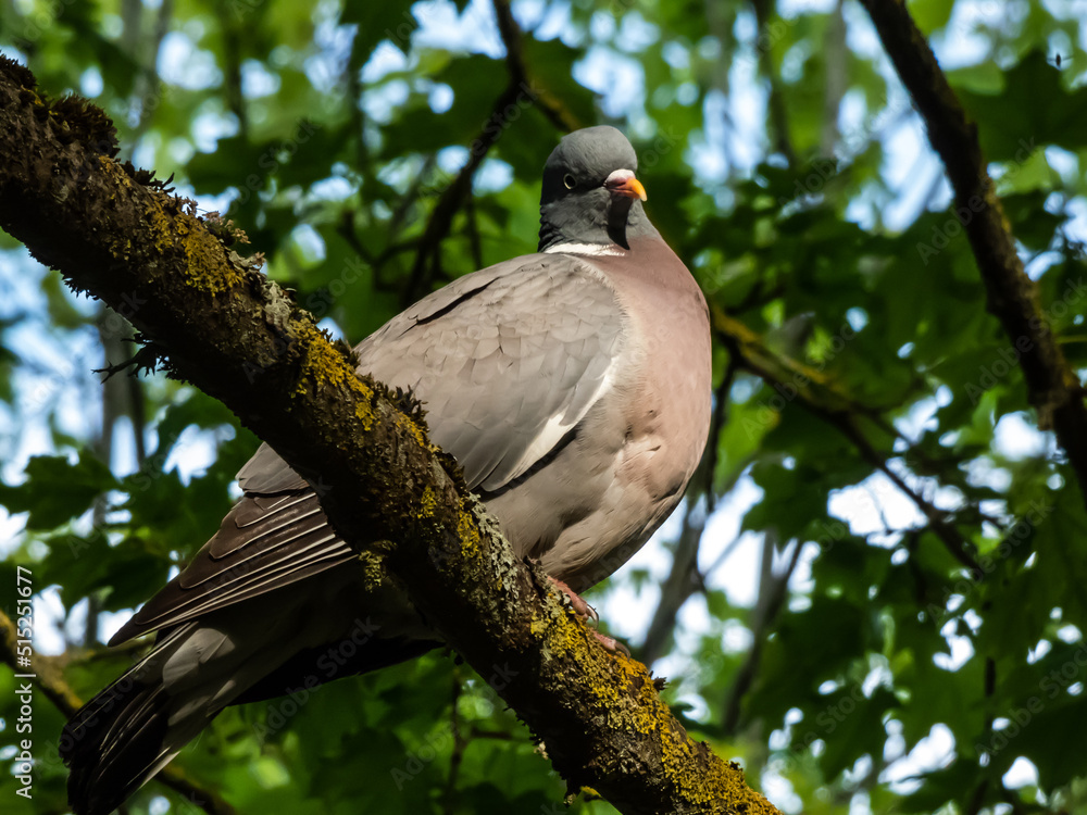 The common wood pigeon or woodpigeon (Columba palumbus) - grey with the white on its neck and wing and green and white patches on neck, and a pink patch on chest. The eye colour is pale yellow The common wood pigeon or woodpigeon (Columba palumbus) - grey with the white on its neck and wing and green and white patches on neck, and a pink patch on chest. The eye colour is pale yellow