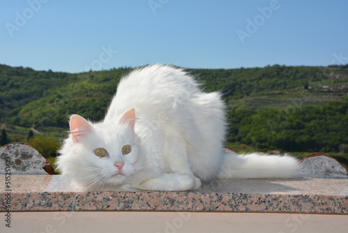 white cat on the floor