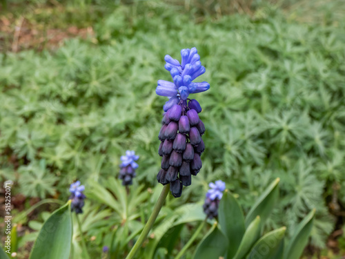 Close-up shot of gorgeous grape hyacinth  Muscari latifolium  buds displaying two different kinds of flowers. At the top are the light blue  below are dark purple-blue flowers in spring