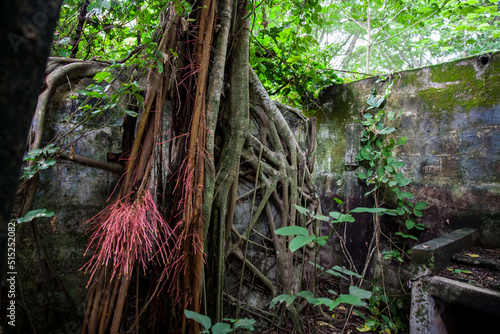 Trees and roots growing over an abanonded house in Armero Town after 37 years of the tragedy caused by the Nevado del Ruiz Volcano in 1985 photo