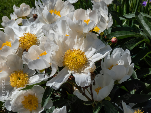 Macro of Paeonia lactiflora 'Whitleyi Major' - cupped, creamy-white, single flowers 10cm wide, with prominent yellow stamens blooming in summer photo