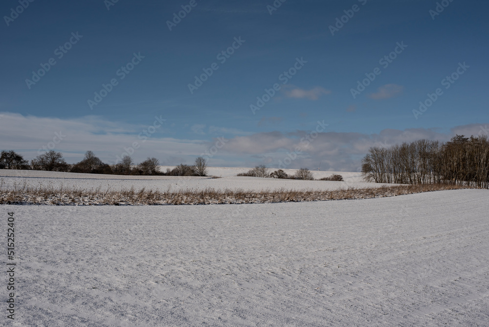 leafless shrubs in a snow covered landscape leafless shrubs in a snow covered landscape