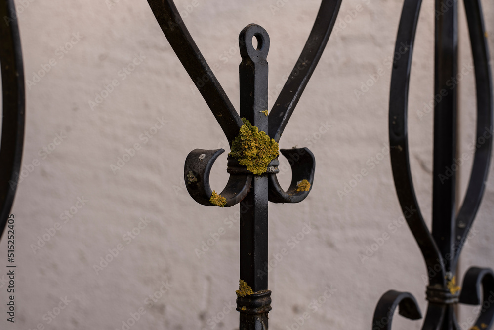 lichen growing on a wrought iron fence