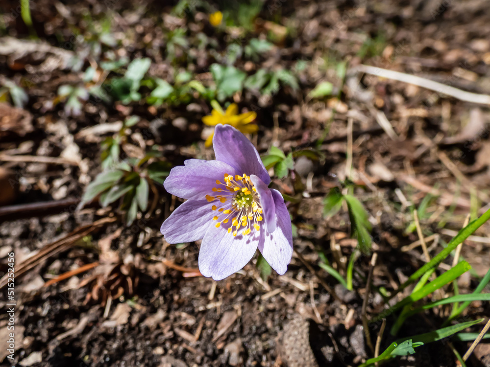 Close-up shot of the Wood anemone (Anemone nemorosa) with purple or purple-streaked petals flowering in sunlight. Spring floral scenery Close-up shot of the Wood anemone (Anemone nemorosa) with purple or purple-streaked petals flowering in sunlight. Spring floral scenery