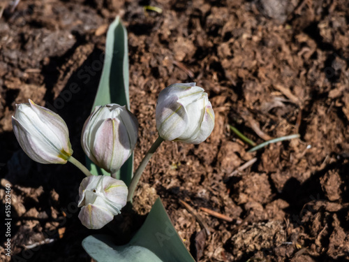 Close-up shot of closed buds of white flowers of the polychrome tulips (Tulipa polychroma) growing in the garden surrounded with brown soil in sunlight