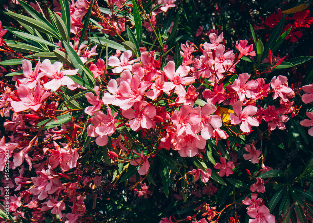 Oleander flowers in summer time. Beautiful pink flowers on a tree branch