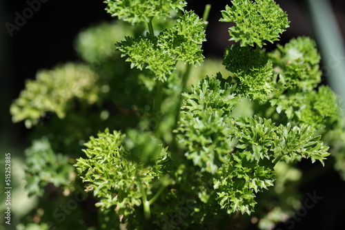 curly leafs of a garden parsley photo