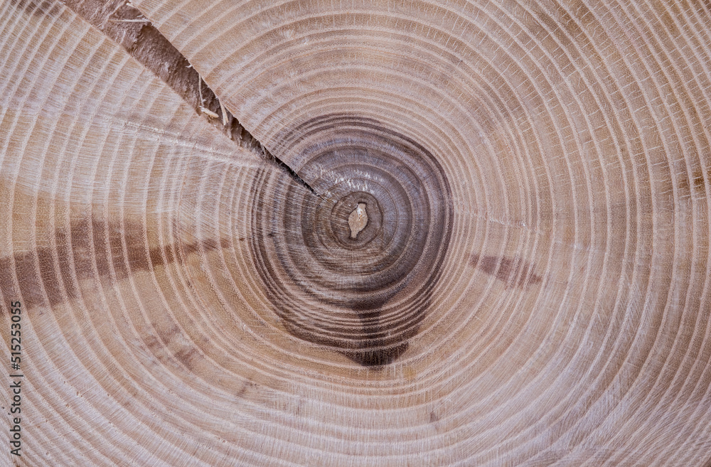 Naklejka premium Cut Ash, the texture of the tree is clearly visible, annual rings. Suitable for background, background, screen saver.