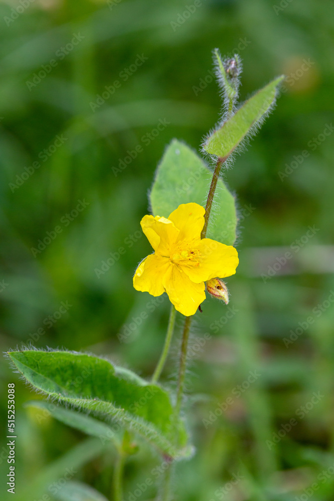 Macrophotographie de fleur sauvage - Hélianthème nummulaire - Helianthemum nummularium Macrophotographie de fleur sauvage - Hélianthème nummulaire - Helianthemum nummularium