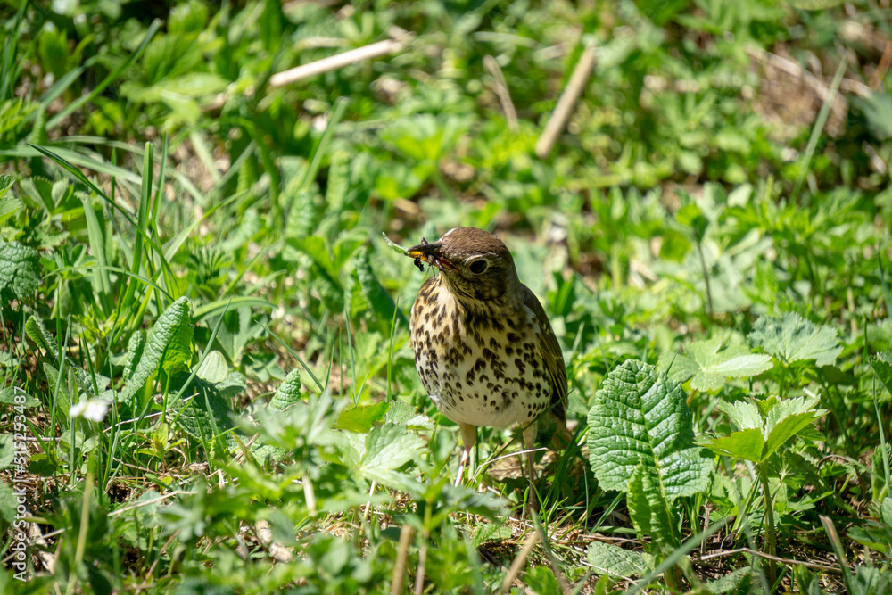 Turdus philomelos in the natural environment. Turdus philomelos in the natural environment.