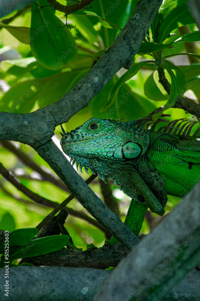 Fototapeta premium Iguana 