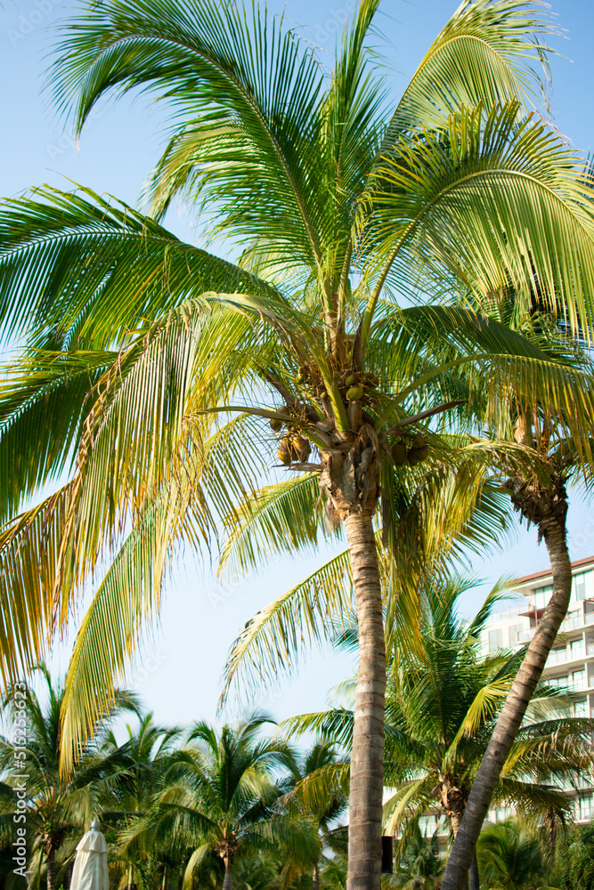 Fototapeta premium Palm