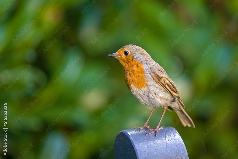a trusting robin in the garden