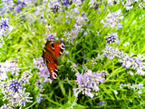 Beautiful small colorful butterfly sitting on flowers of big lavender bush