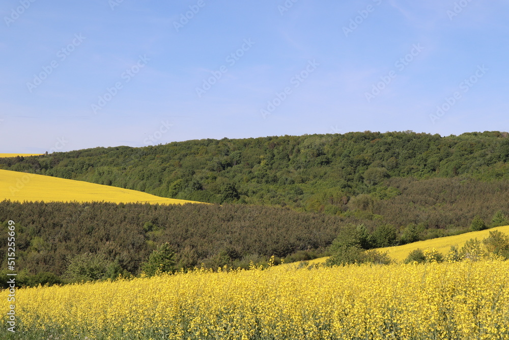 rapeseed field in spring