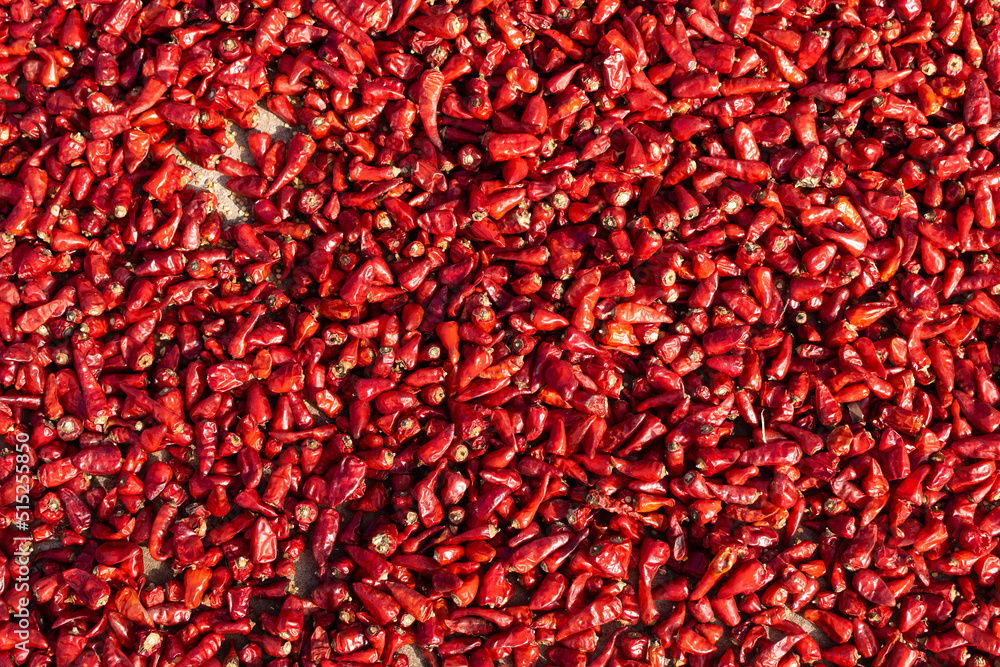 Fototapeta premium Red chili peppers, closeup view of red chilies being dried in the sun