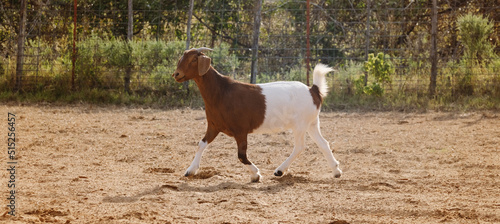 Boer goat on farm during summer with horns.