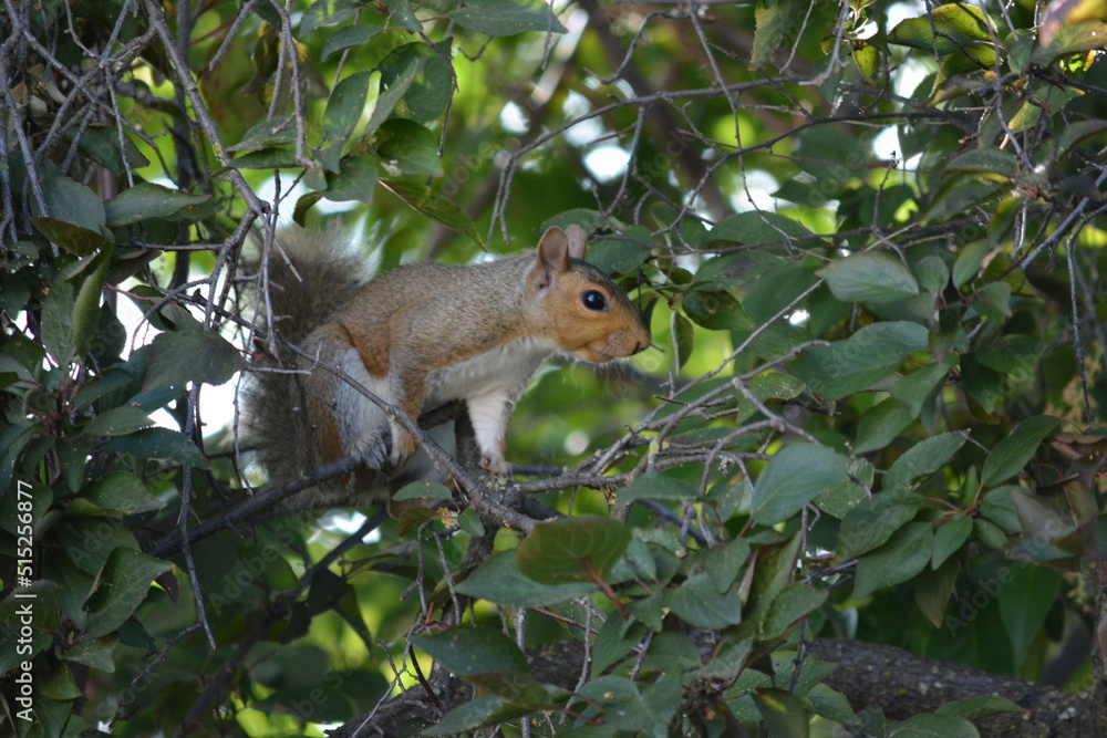 Squirrel Squirrel