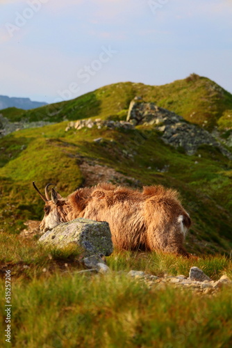 Fototapeta Naklejka Na Ścianę i Meble -  Vital tatra chamois, rupicapra rupicapra tatrica, climbing rocky hillside in mountains. Wild mammal looking in High Tatras national park, Slovakia