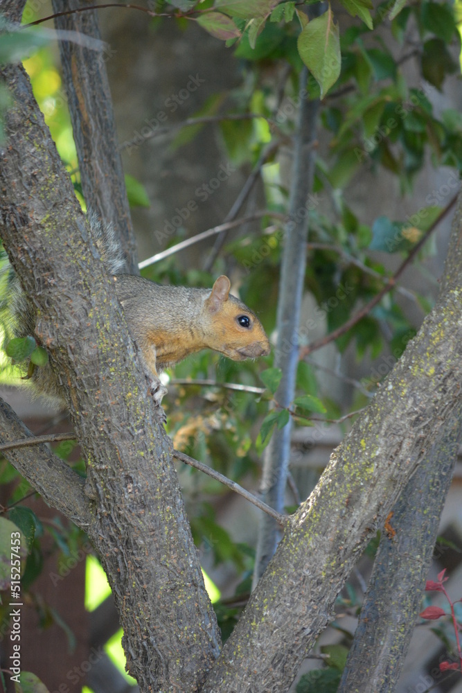 Squirrel Squirrel