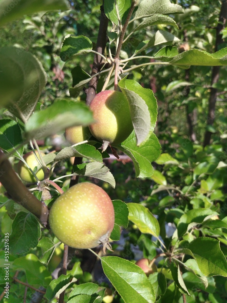 Green apple close-up on an apple tree Green apple close-up on an apple tree