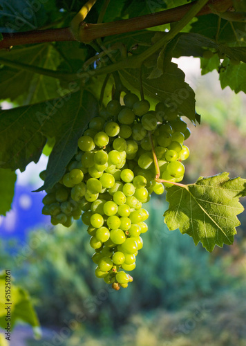 Ripe bunches of green grapes	
