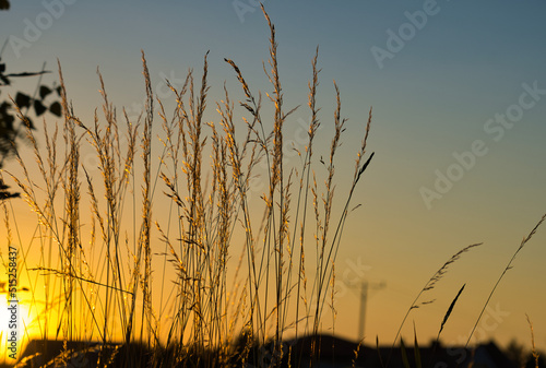 gold grasses on the sunset light