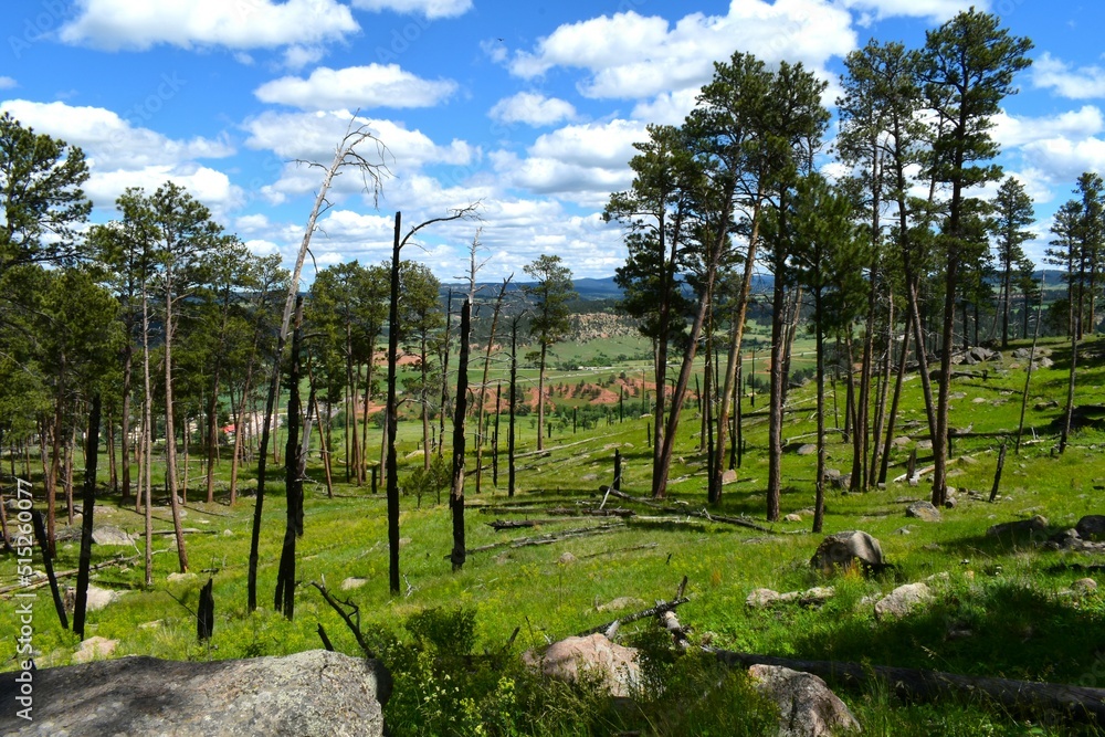 Forest in Wyoming around devils tower Forest in Wyoming around devils tower