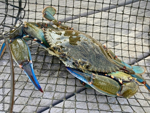 Blue Crab from the Gulf of Mexico